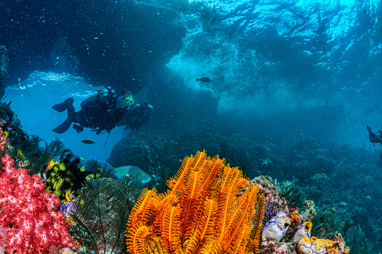 Ga jij mee op duikvakantie?