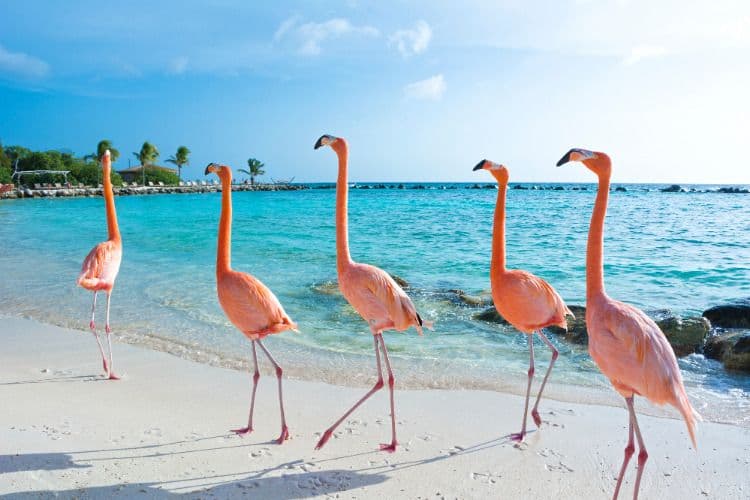 Singlereis zonvakantie Bonaire