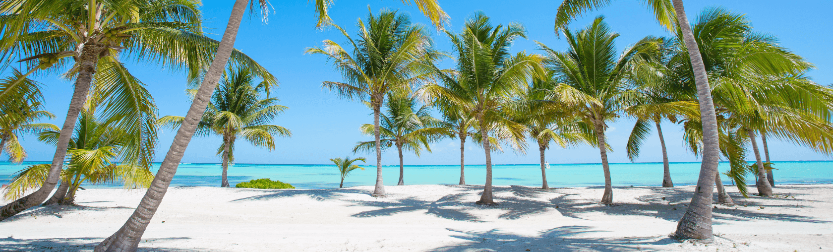 Palm trees on a white sand beach with turquoise ocean under a blue sky.