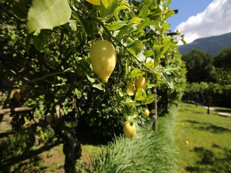 B&B Villa di Ferdinandone foto 10