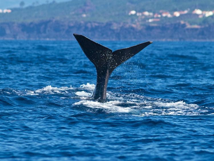 Dag 2 - Ponta Delgada