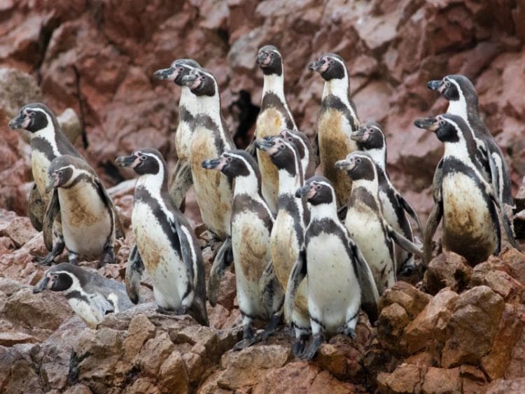 Dag 3 - Lima - Ica / Huacachina via Paracas